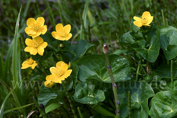 Sumpf-Dotterblume (Caltha palustris)