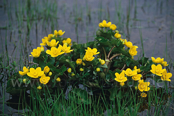 Sumpf-Dotterblume (Caltha palustris)