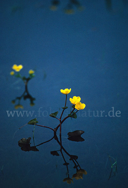 Sumpf-Dotterblume (Caltha palustris)