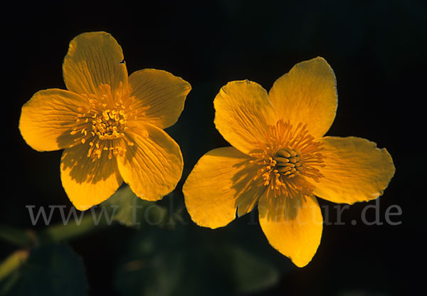 Sumpf-Dotterblume (Caltha palustris)