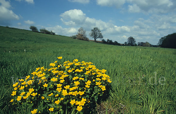 Sumpf-Dotterblume (Caltha palustris)