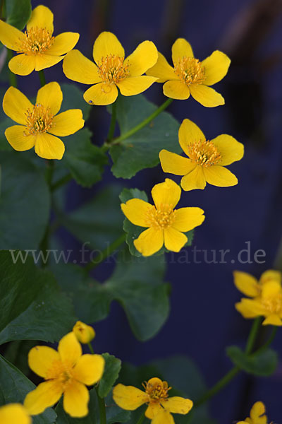 Sumpf-Dotterblume (Caltha palustris)