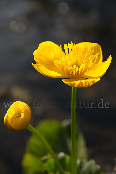 Sumpf-Dotterblume (Caltha palustris)