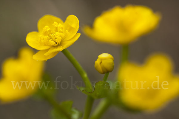 Sumpf-Dotterblume (Caltha palustris)