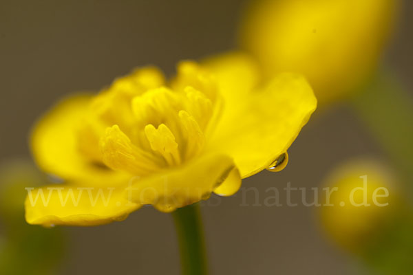 Sumpf-Dotterblume (Caltha palustris)