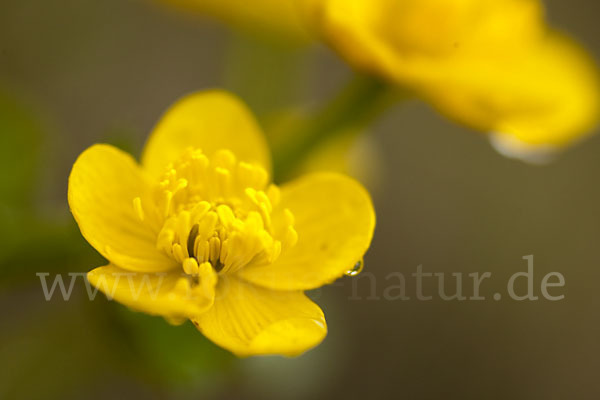 Sumpf-Dotterblume (Caltha palustris)