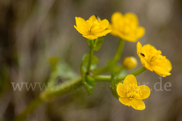 Sumpf-Dotterblume (Caltha palustris)