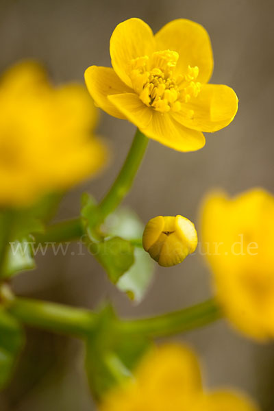 Sumpf-Dotterblume (Caltha palustris)