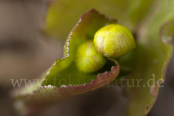 Sumpf-Dotterblume (Caltha palustris)