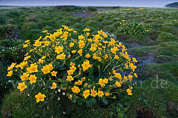 Sumpf-Dotterblume (Caltha palustris)