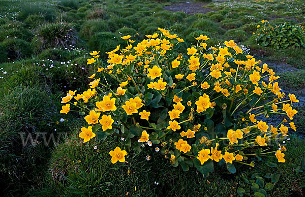 Sumpf-Dotterblume (Caltha palustris)