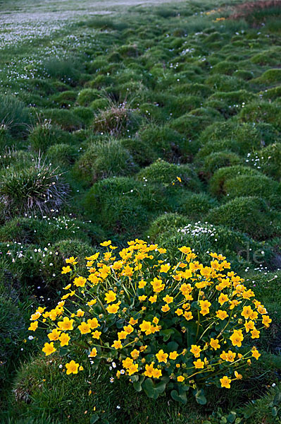 Sumpf-Dotterblume (Caltha palustris)