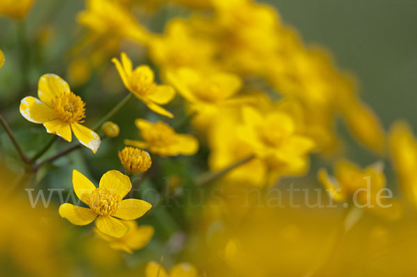 Sumpf-Dotterblume (Caltha palustris)