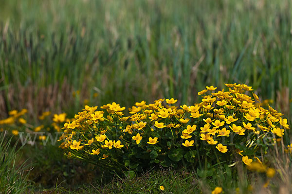 Sumpf-Dotterblume (Caltha palustris)