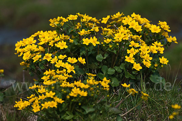 Sumpf-Dotterblume (Caltha palustris)