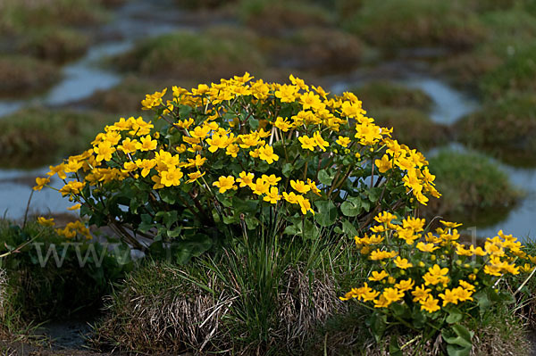 Sumpf-Dotterblume (Caltha palustris)