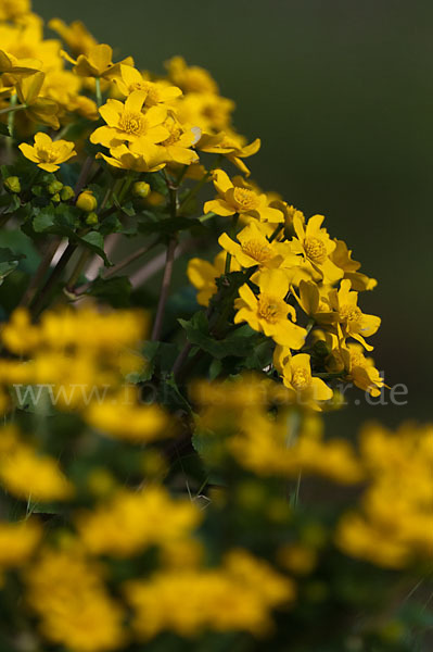 Sumpf-Dotterblume (Caltha palustris)