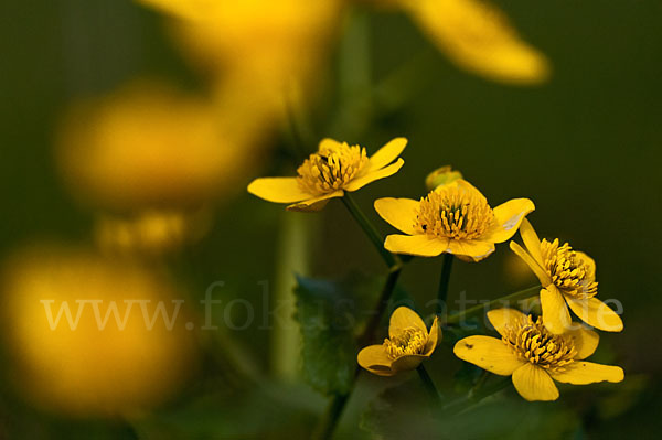 Sumpf-Dotterblume (Caltha palustris)