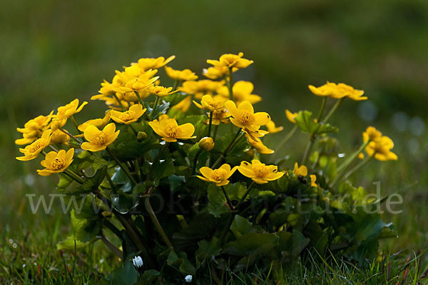 Sumpf-Dotterblume (Caltha palustris)