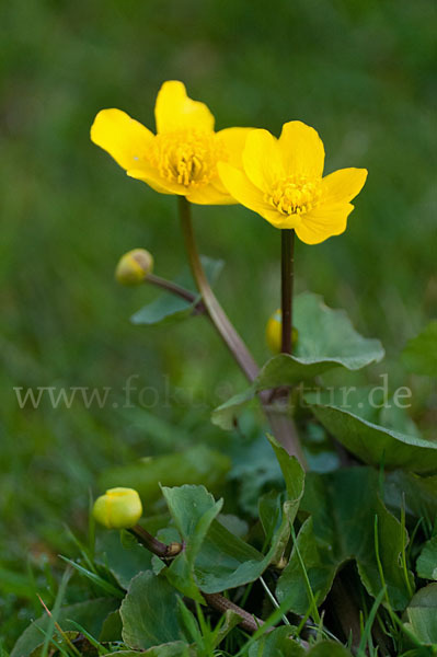 Sumpf-Dotterblume (Caltha palustris)