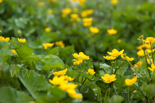 Sumpf-Dotterblume (Caltha palustris)