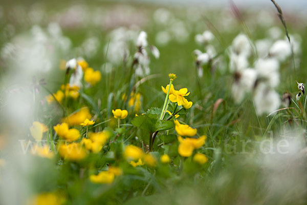 Sumpf-Dotterblume (Caltha palustris)