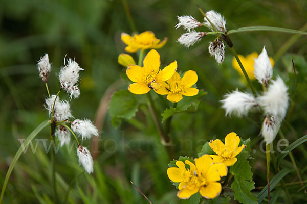 Sumpf-Dotterblume (Caltha palustris)