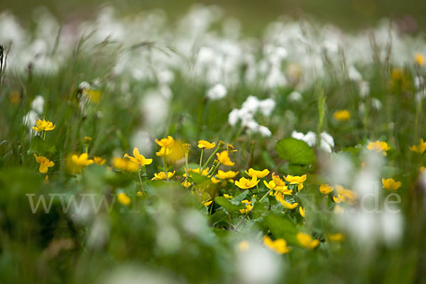 Sumpf-Dotterblume (Caltha palustris)