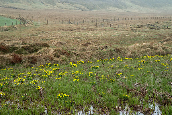 Sumpf-Dotterblume (Caltha palustris)