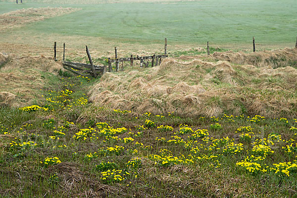 Sumpf-Dotterblume (Caltha palustris)