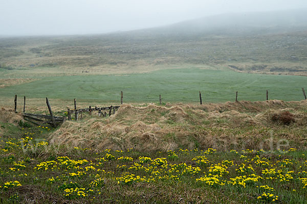 Sumpf-Dotterblume (Caltha palustris)