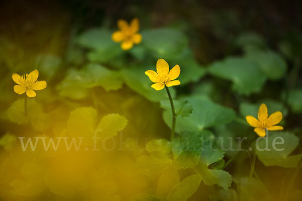 Sumpf-Dotterblume (Caltha palustris)