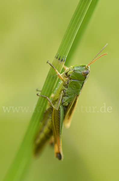 Sumpf-Grashüpfer (Chorthippus montanus)