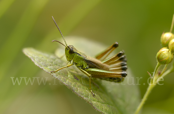 Sumpf-Grashüpfer (Chorthippus montanus)