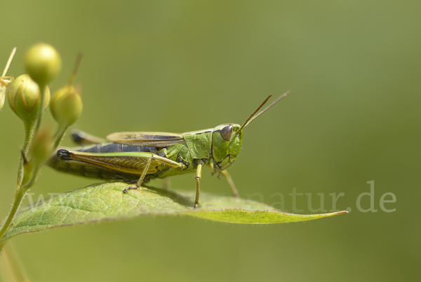 Sumpf-Grashüpfer (Chorthippus montanus)