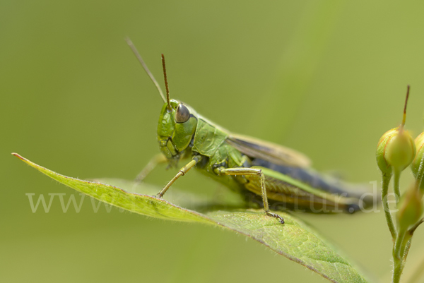 Sumpf-Grashüpfer (Chorthippus montanus)