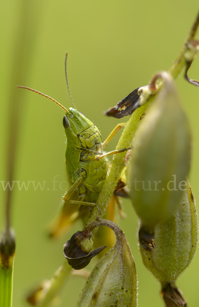 Sumpf-Grashüpfer (Chorthippus montanus)