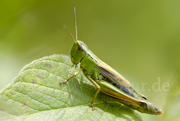 Sumpf-Grashüpfer (Chorthippus montanus)