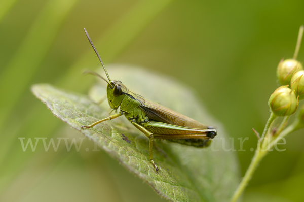 Sumpf-Grashüpfer (Chorthippus montanus)