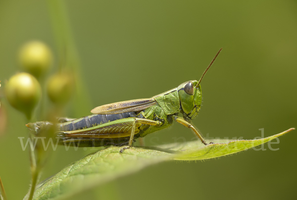 Sumpf-Grashüpfer (Chorthippus montanus)