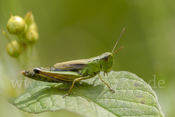 Sumpf-Grashüpfer (Chorthippus montanus)