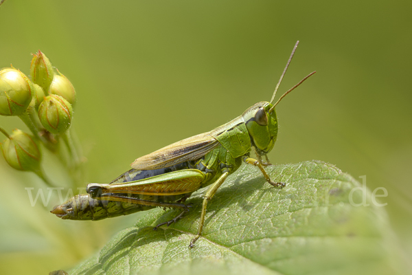 Sumpf-Grashüpfer (Chorthippus montanus)