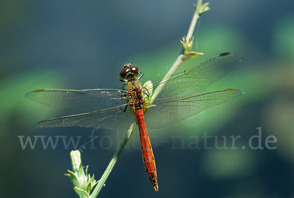 Sumpf-Heidelibelle (Sympetrum depressiusculum)