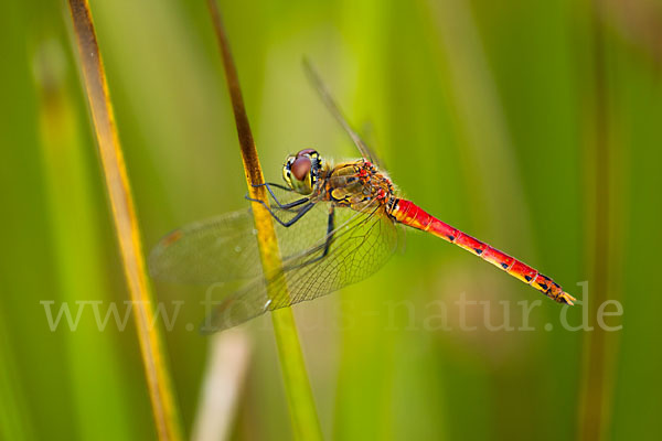 Sumpf-Heidelibelle (Sympetrum depressiusculum)