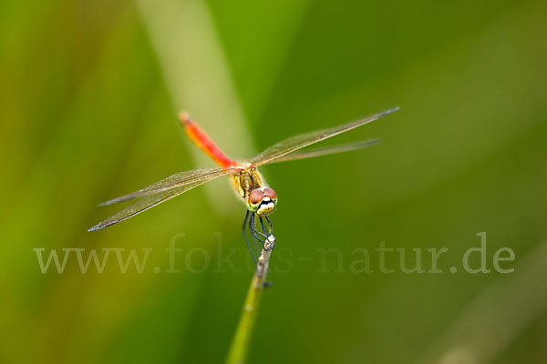 Sumpf-Heidelibelle (Sympetrum depressiusculum)