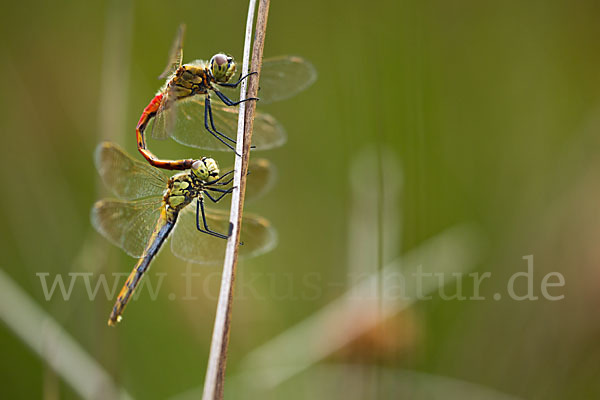 Sumpf-Heidelibelle (Sympetrum depressiusculum)