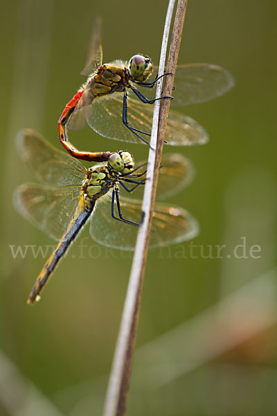 Sumpf-Heidelibelle (Sympetrum depressiusculum)