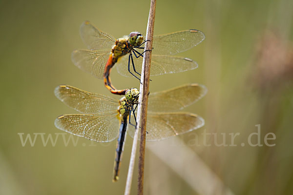 Sumpf-Heidelibelle (Sympetrum depressiusculum)