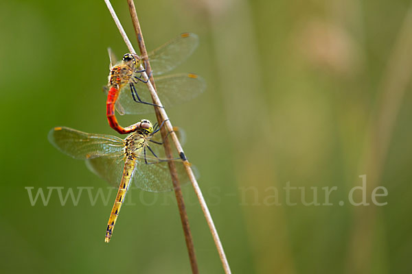 Sumpf-Heidelibelle (Sympetrum depressiusculum)