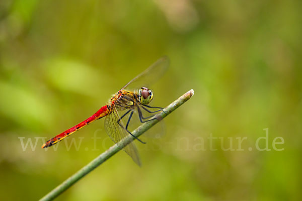 Sumpf-Heidelibelle (Sympetrum depressiusculum)